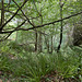 Imagery from the Dunearn Burn walk 24-08-2025