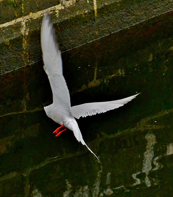 Tern in flight