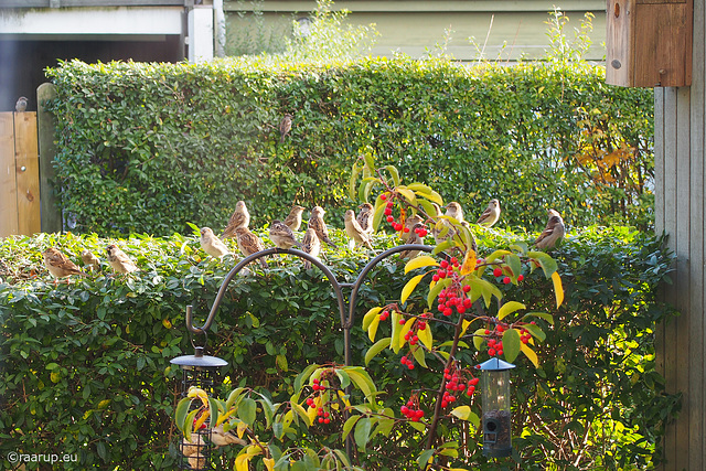 Sparrows in our front yard, 1