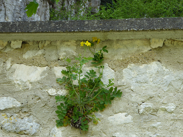 Mauerblümchen