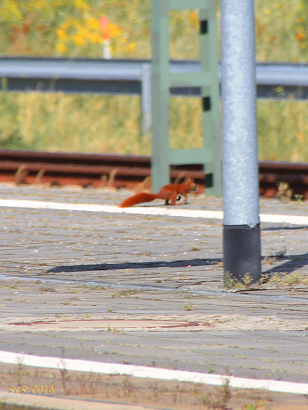 Begegnung auf Bahnsteig 4