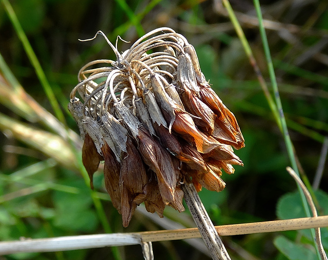 Seed Head