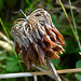 Seed Head