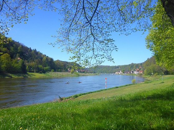 Frühling im Elbtal bei Wehlen - printempo en la Elbvalo