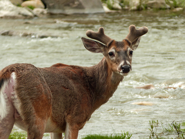 Young White-tailed buck