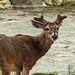 Young White-tailed buck