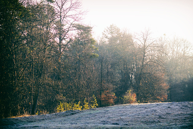 Forêt de Fontainebleau