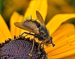 Fly. Tachina fera