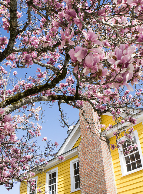 Spring in New Bern