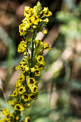 20180628 3641RVMw [D~MS] Schwarze Königskerze (Verbascum nigrum), Rieselfelder Münster