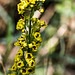 20180628 3641RVMw [D~MS] Schwarze Königskerze (Verbascum nigrum), Rieselfelder Münster