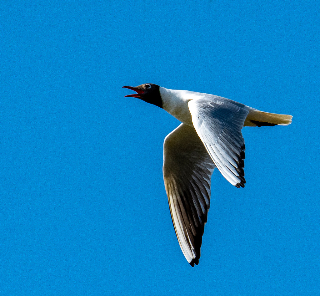 Black headed gull