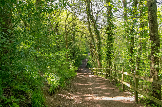 Dibbinsdale nature reserve5