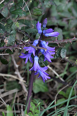 EOS 60D Unknown 12 25 1504523 Bluebell dpp