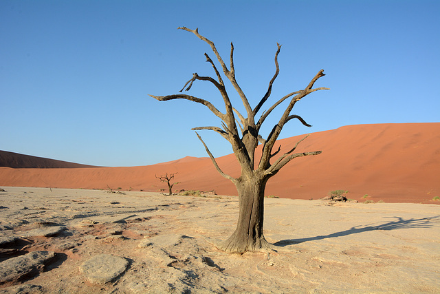 Namibia, Ancient Dried up Tree in Deadvlei