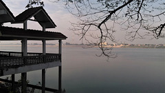 Branches over Mekong river