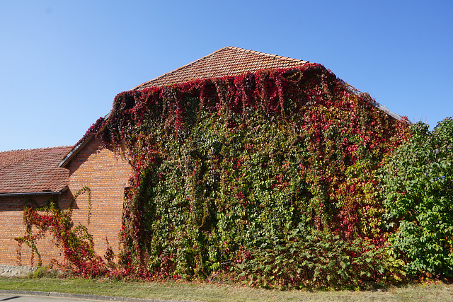 Wein an Hauswand in Bökendorf II