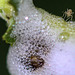 20100614 5286Mw [D~MI] Weidenschaumzikade (Aphrophora pectoralis) , Larve, Insekt, Großes Torfmoor, Hille