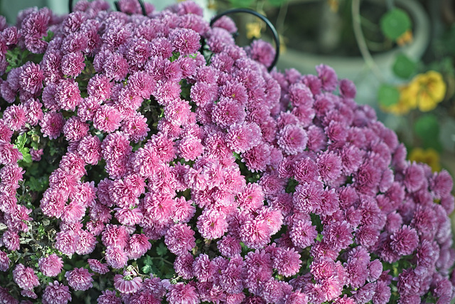 Kleiner Blumenteppich