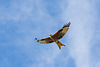 Red Kite with tennis ball-DSA 9014