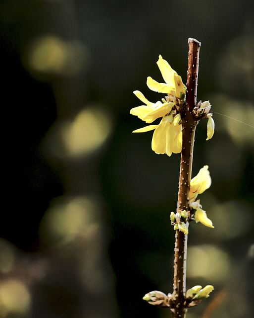 Forsythia