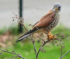 Birdie  looking  for birdie