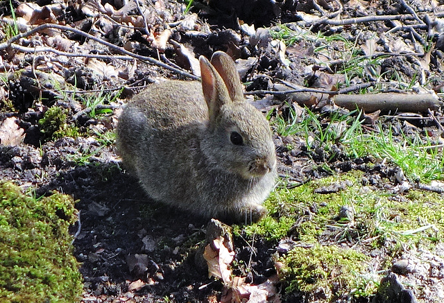 Easter Bunny.