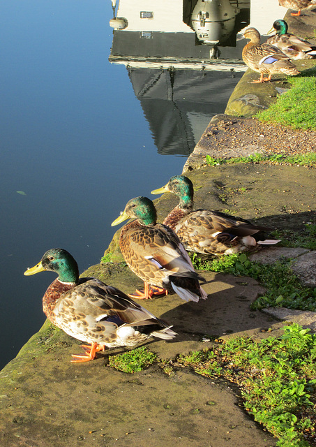 Huey,Louie & Dewey.