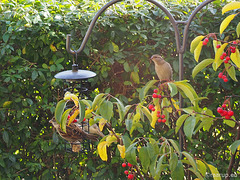 Sparrows in our front yard, 2