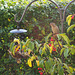 Sparrows in our front yard, 2