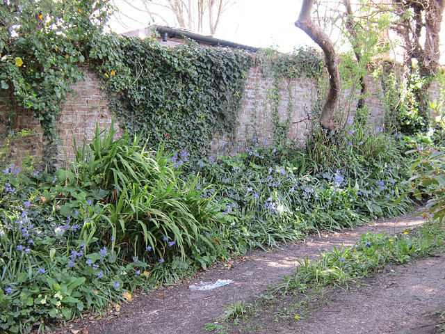 Never seen so many  bluebells on this side before