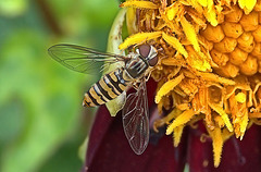 Hoverfly. Episyrphus Balteatus