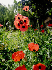 Castlemaine poppies