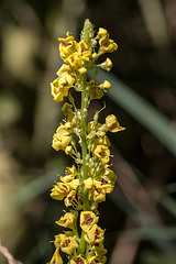 20180628 3643RVMw [D~MS] Schwarze Königskerze (Verbascum nigrum), Rieselfelder Münster