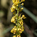 20180628 3643RVMw [D~MS] Schwarze Königskerze (Verbascum nigrum), Rieselfelder Münster