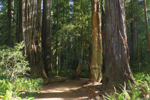 Redwoods