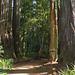 Redwoods