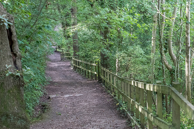 Dibbinsdale nature reserve7