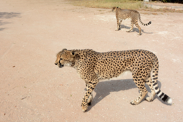 Namibia, Two Cheetahs in the Otjitotongwe Guest Farm