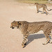 Namibia, Two Cheetahs in the Otjitotongwe Guest Farm