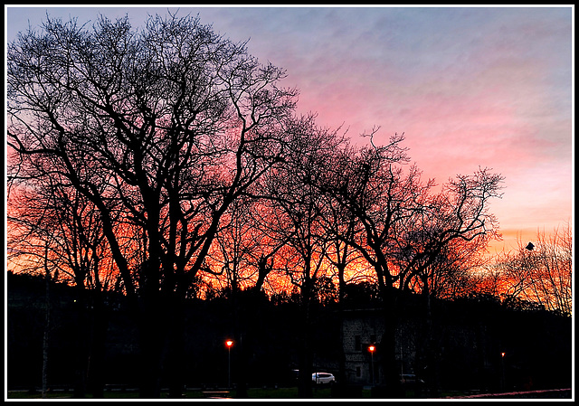 Puesta de sol tras árboles