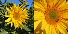 Sunflower and visitor