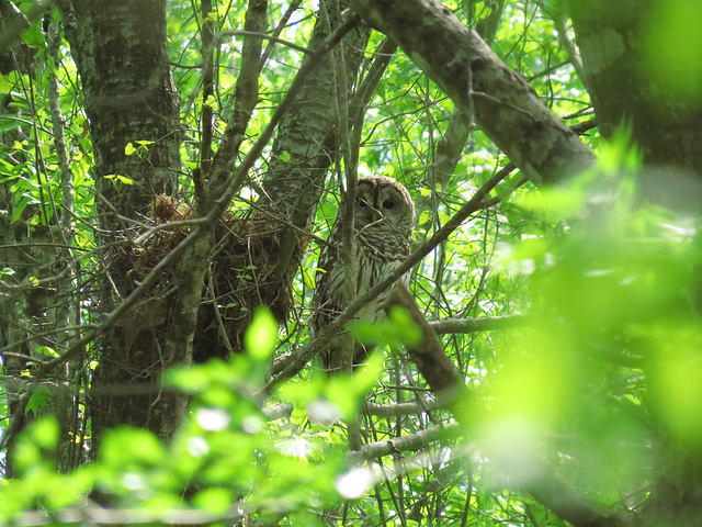 Barred owl