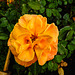 20221027 1888CPw [D~LIP] Beet-Rose (Rosa 'Noack Westzeit'), Bad Salzuflen