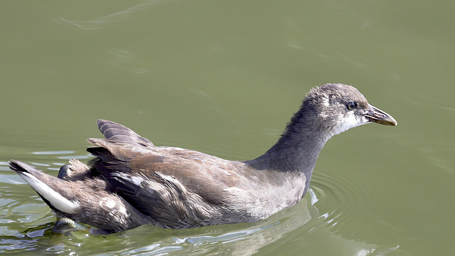 Poule d'eau