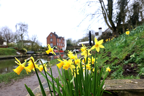 Banks of Shropshire Union Canal