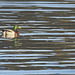 Mallard on the Creek
