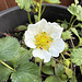 Ants on the Strawberry plant.