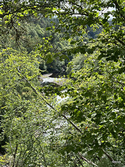 Imagery from the Dunearn Burn walk 24-08-2025