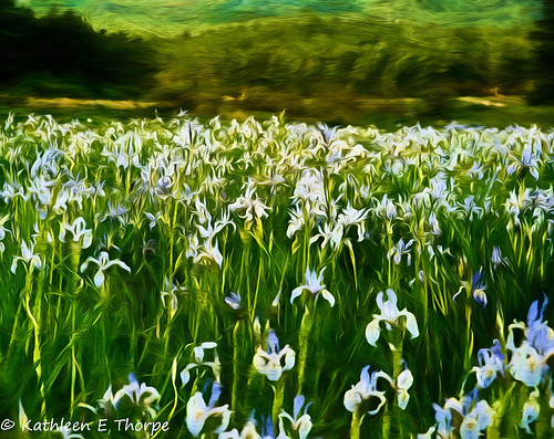 Iris Field - Flypaper Texture - Topaz Impression Georgia OKeeffe 2